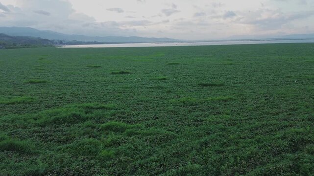 Aerial View of Dense Water Hyacinth Covering a Lake
