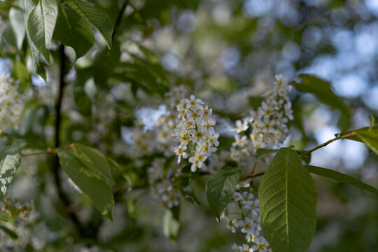 White bird cherry blossoms cluster surrounding by vibrant green leaves in spring daylight. Soft focus background of blooming tree branches