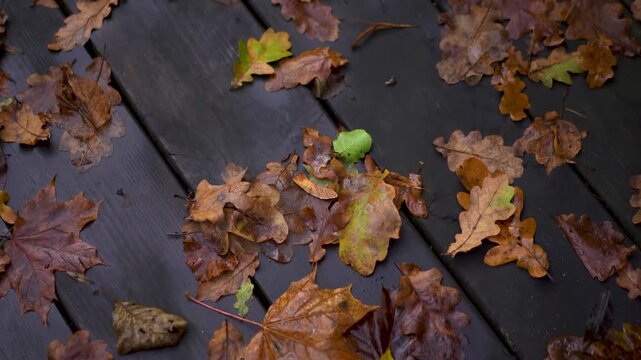 Autumn leaves scattered across a dark wooden terrace as a person walks and films them from above. Seasonal fall nature background