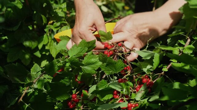 Summer vibes, red currants harvest. Senior woman picking fresh red currants