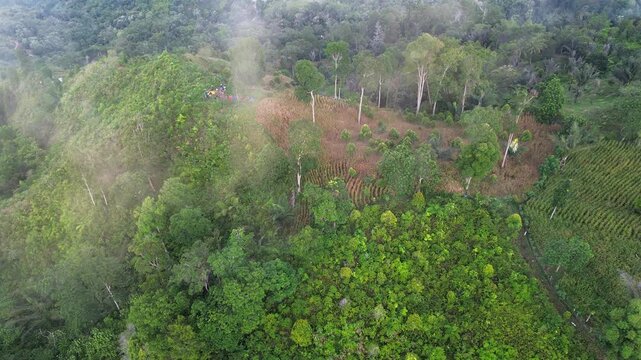 Aerial View of Deforested Land in Jungle