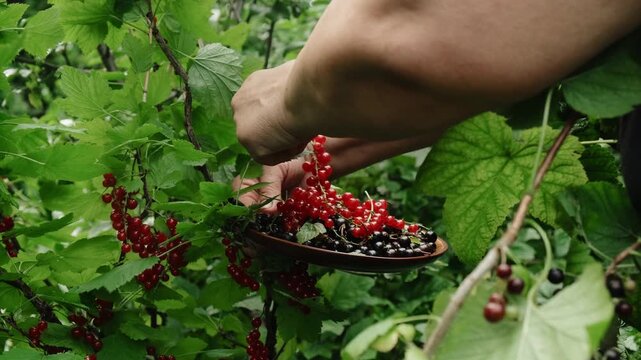 Summer vibes, currants harvest. Elderly woman picking fresh black and red currants