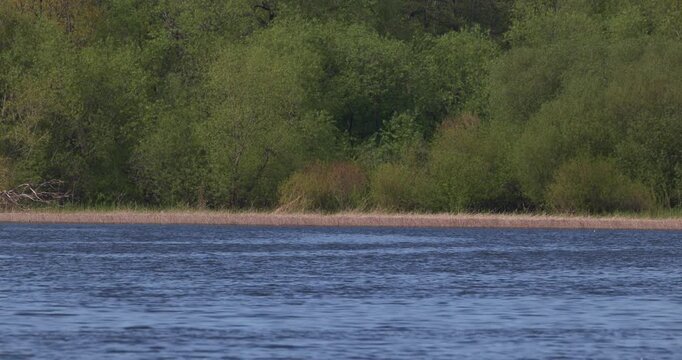 Slow motion panoramic view of a western marsh harrier flying over a group of great crested grebes swimming in the water of a scenic lake, with a dense green forest on the shore