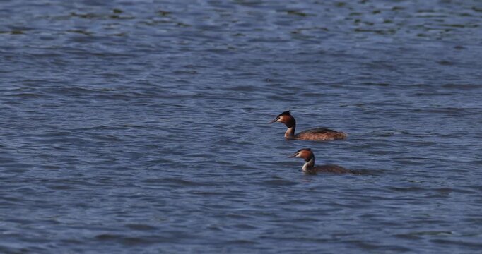 Slow motion of two great crested grebes swimming on the rippling lake water surface and diving one after another