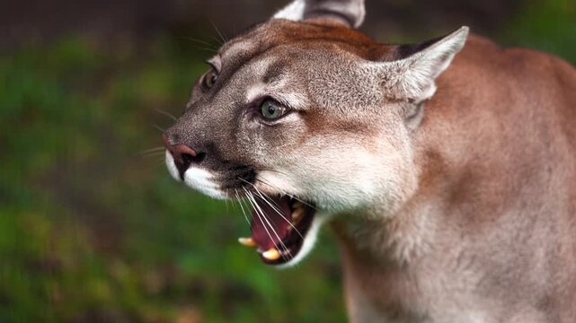 An intense close up portrait of a powerful North American cougar showing its teeth and growling during a fierce moment
