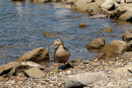 Eine weibliche Stockente steht im Wasser auf Kieselsteinen, Anas domestica 