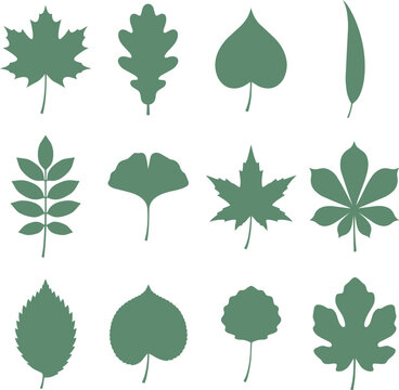 Collection of various tree leaf shapes includes maple oak linden willow rowan ginkgo chestnut fig aspen