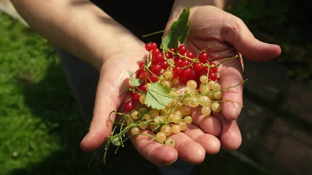 Summer vibes, currant harvest. Elderly woman hands holding a pile of fresh red and white currants