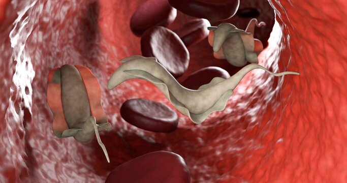 3d illustration of trypanosoma cruzi, a human parasite. Not AI generated