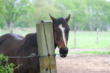 Pferd auf der Koppel © harderpeter9
