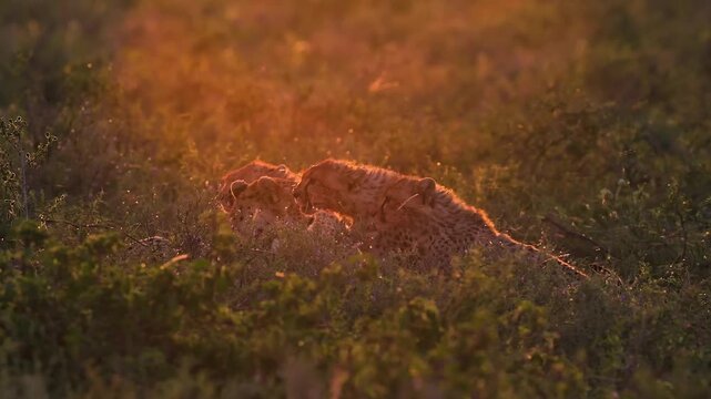 A wild African leopard lying down and resting in the low savanna bushes under the warm golden orange light of sunset