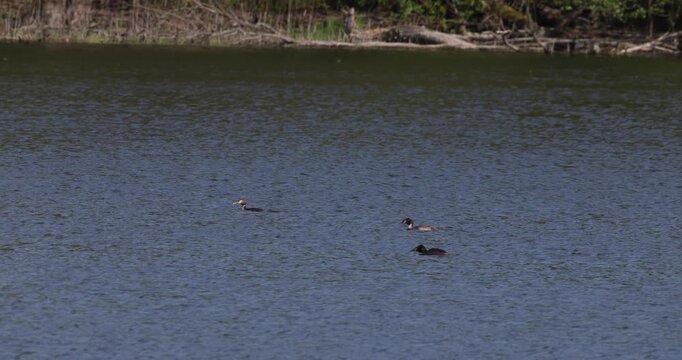 Slow motion of a group of great crested grebes swimming calmly on the water surface of a lake, against a background of green trees and bushes on the shore