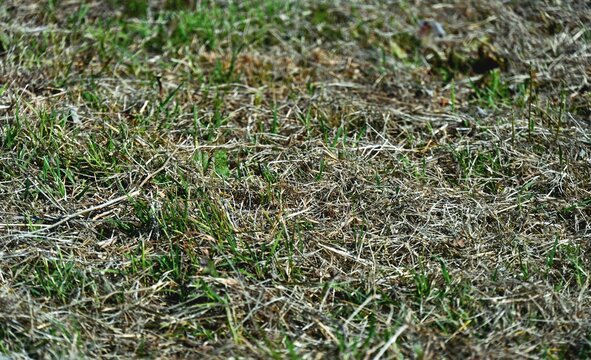 green grass background