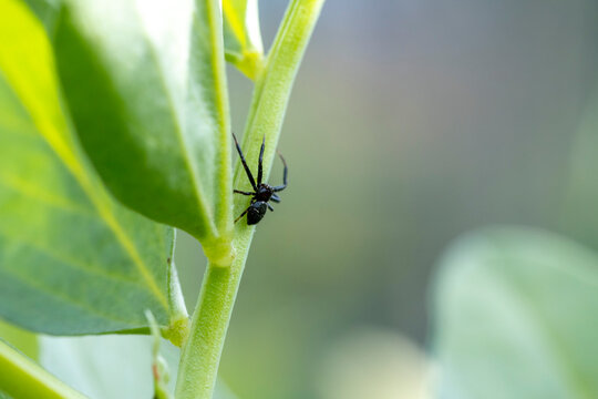 Jumping spider climbing green plant stem in nature