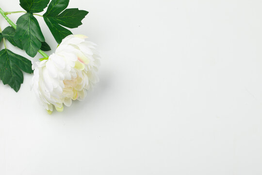 국화꽃은 국화과의 여러해살이풀. 높이는 1미터 정도이며, 주로 가을에 꽃이 피는데 꽃 
The chrysanthemum is a perennial plant belonging to the Asteraceae family. It grows to a height of about 1 meter and primarily blooms in the autumn.

