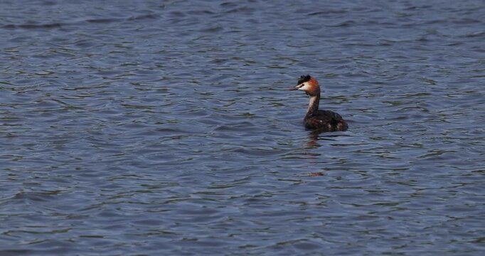 One great crested grebe swimming on the rippling lake water surface and diving headfirst underwater, shot in slow motion