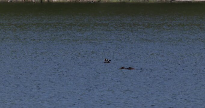 Slow motion of two great crested grebes performing a courtship display ritual during the mating season on a lake, with a dark forest shore background