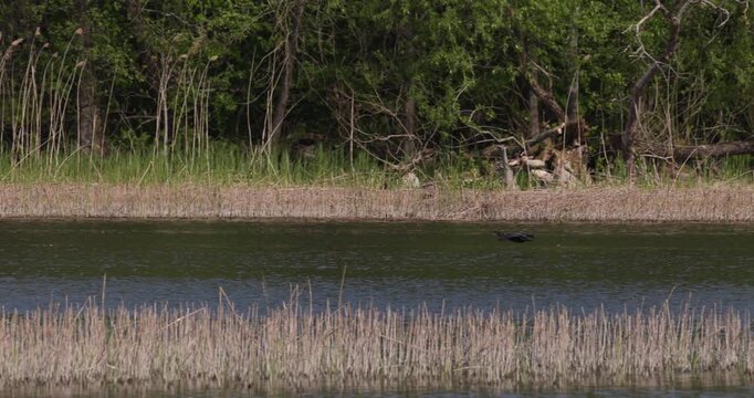 One great cormorant flying low over the water surface of a lake near the reed-covered shore, shot in slow motion