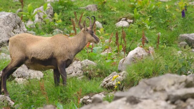 A wild chamois goat antelope with short curved horns standing alert in a rocky green alpine mountain meadow during summer