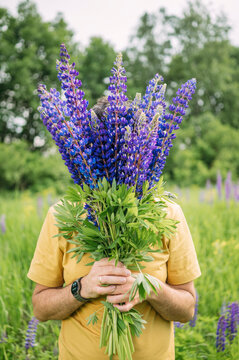 Man hides his face behind a bouquet of purple lupines in a field