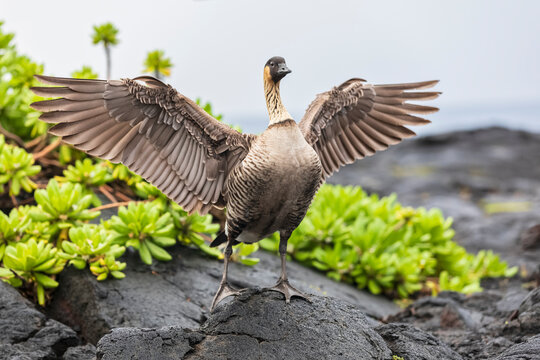 USA, Hawaii, Big Island, Volcanoes National Park, Hawaiian goose spreading wings