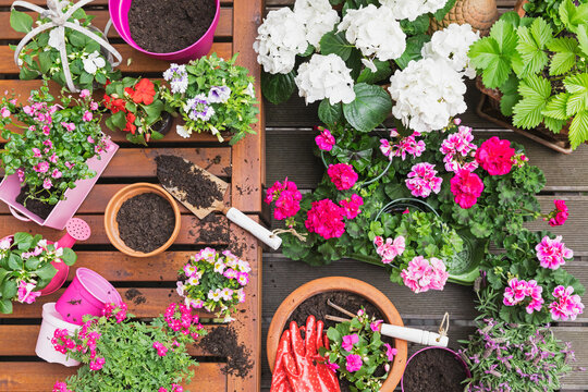 Pink summer flowers cultivated on balcony