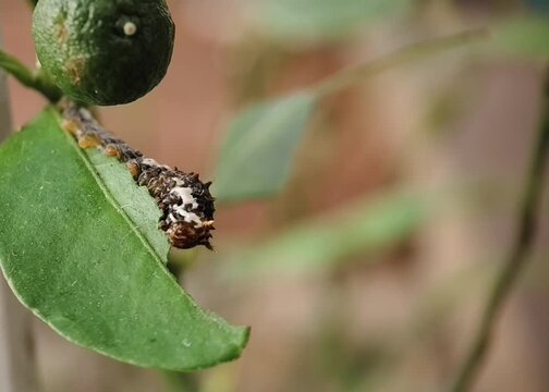 Macro Video of Citrus Caterpillar Eating Lemon Leaf Part 2