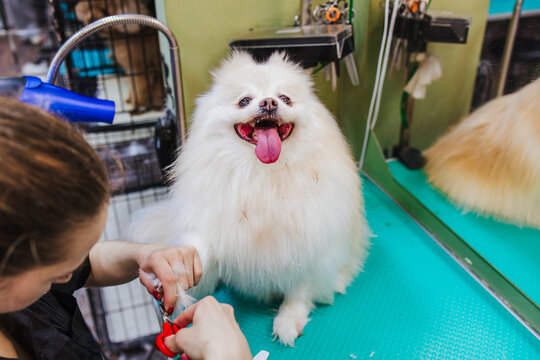 A female groomer cuts the paw hair of a white spitz dog indoors