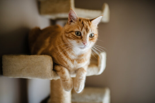 Portrait of tabby cat lying on scratching post watching something