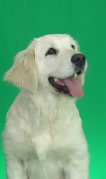 Portrait of a Labrador Retriever on a green screen