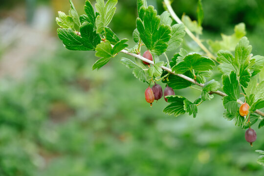 Ripe gooseberries hang on a bush, summer harvest. 