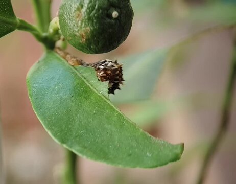 Macro Video of Citrus Caterpillar Eating Lemon Leaf and Damaging It