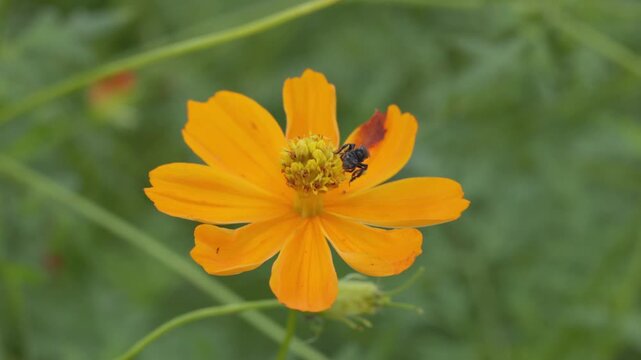 Bee Feeding on Orange Cosmos Flower Close-Up