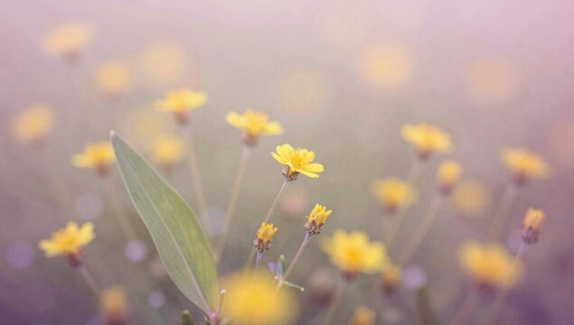 field of flowers