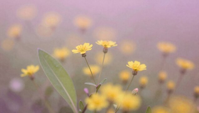 field of yellow flowers