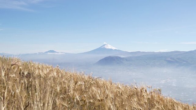Golden barley field overlooking Cotopaxi volcano in the Ecuadorian Andes scenic agriculture