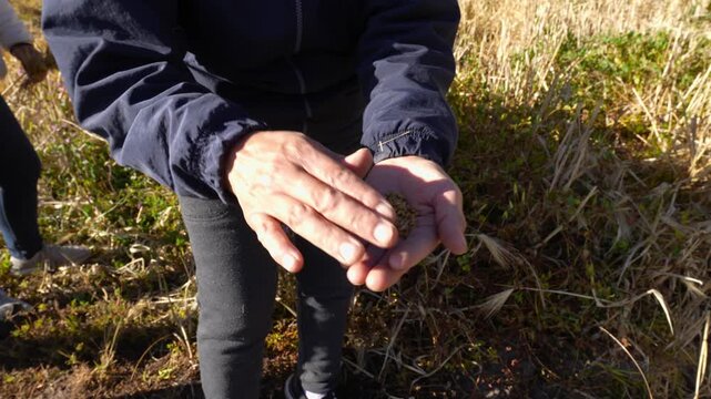 Peasant woman hands threshing barley grains in Ecuador preserving ancestral agriculture