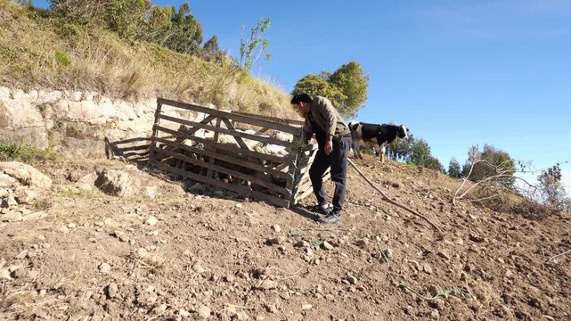 Ecuadorian farmer walking to a wooden pen with sheep inside reflecting traditional livestock