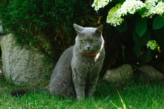 Beautiful domestic chartreux cat with a red collar walking outdoors in summer