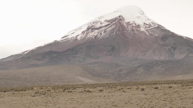 Vicu&ntilde;as running on the p&aacute;ramo with Chimborazo volcano showcasing Andean wildlife