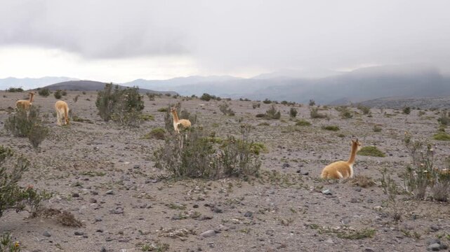 Vicu&ntilde;as grazing in Chimborazo National Park preserving Andean wildlife conservation