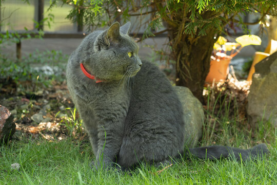 Beautiful chartreux cat sitting on lawn in red flea and tick collar. Domestic pet walking outdoors in summer