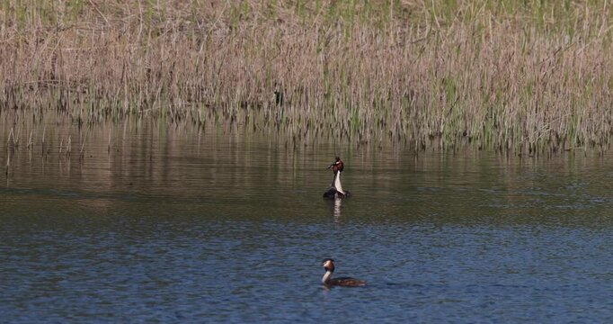 Slow motion of two great crested grebes performing a courtship display ritual near the reeds on a lake during the mating season