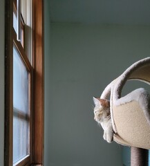 cat in a tree © SimplLdy