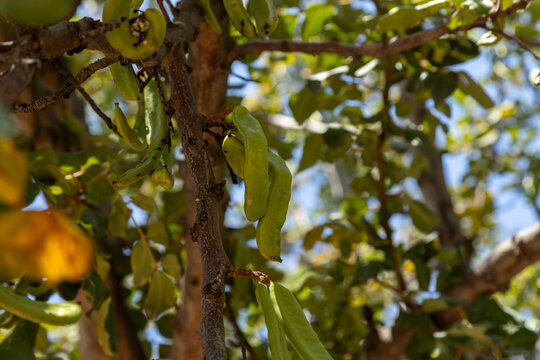 Close up of green carob tree branch with raw unripe bean pod and leaf. Beautiful ceratonia siliqua evergreen plant botanical nature background on sunny spring day, April, Turkey.