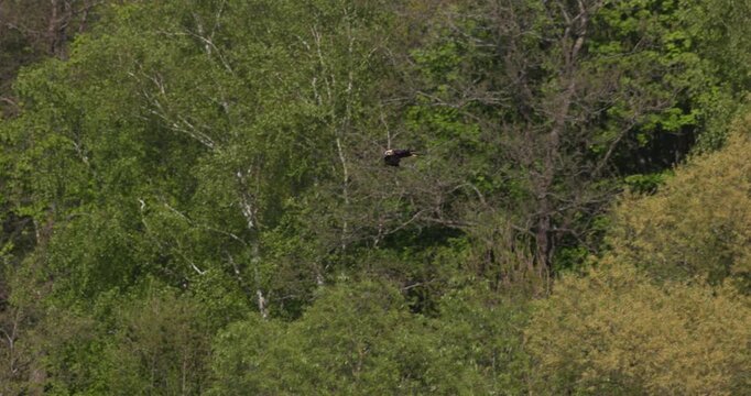One western marsh harrier gliding in flight against a lush background of green forest trees on the lake shore, shot in slow motion