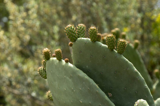 Close up of green opuntia cactus cladode with young unripe prickly pear fruit. Beautiful ficus-indica succulent plant botanical nature background on sunny spring day, April, Turkey.