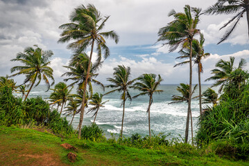 Fototapeta premium Beautiful tropical coast with coconut palm trees and ocean in Sri Lanka