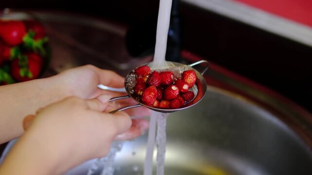 Female hand washing fresh wild strawberries in small strainer under running water, cleaning seasonal forest berries before healthy breakfast, desserts and homemade recipes