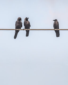 Vertical view of three house crows perched on an electrical wire against clear sky